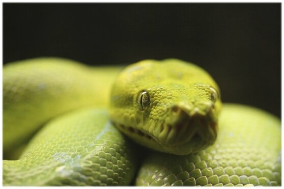 Python Vert (3)