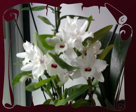 orchidés