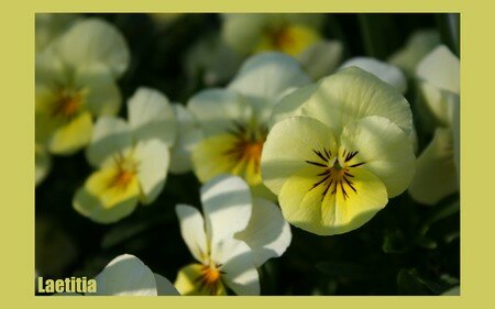 fleurs