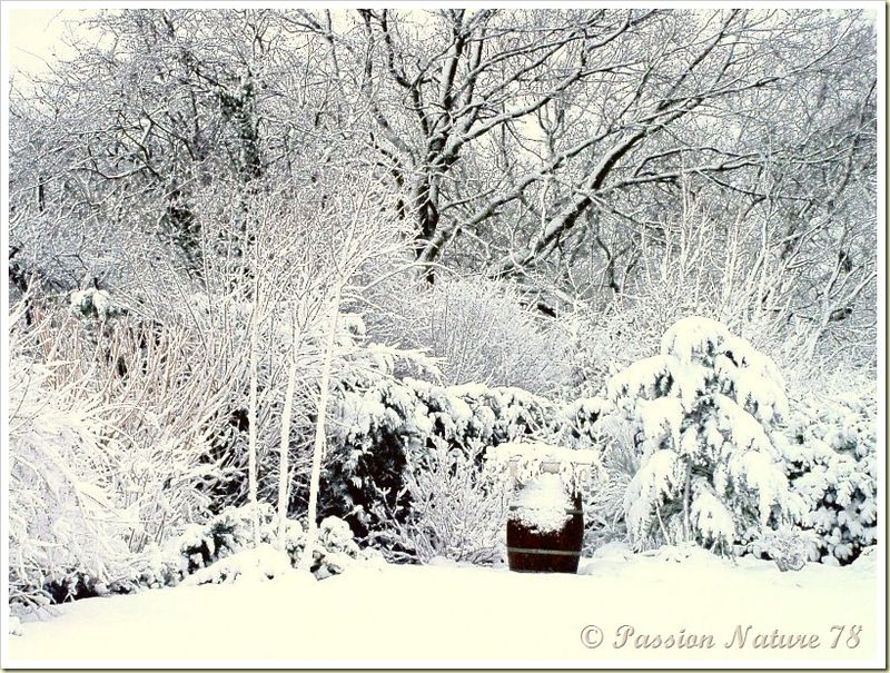 Notre jardin en hiver (2)