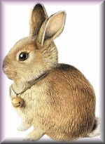 lapin12