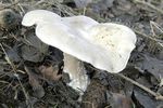 Clitocybe_g_ant1