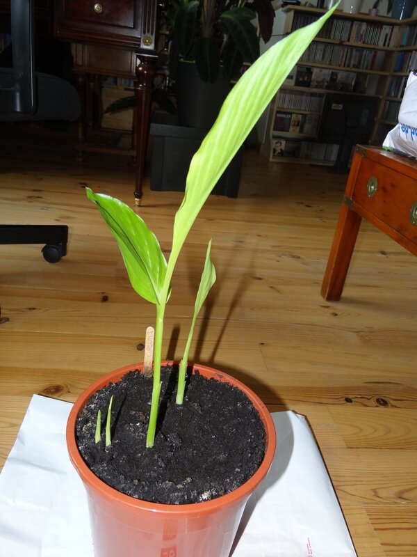 Curcuma A Pousse Mon Potager Facile En Alsace