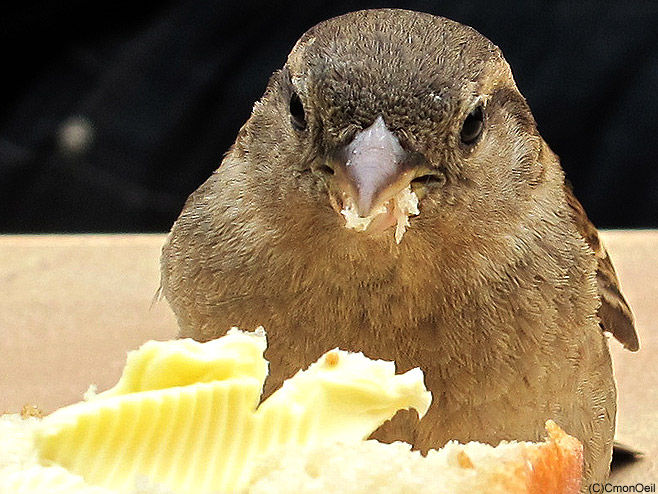 tartinesparrow01