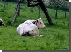 vache_normandie