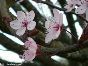 Prunus_fleurs_3