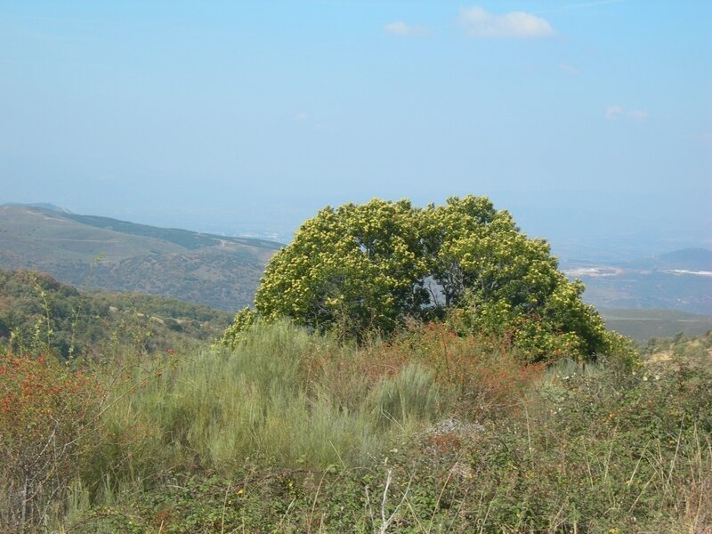 DSCN8528