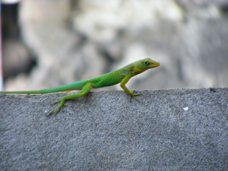 club soleil rencontres guadeloupe