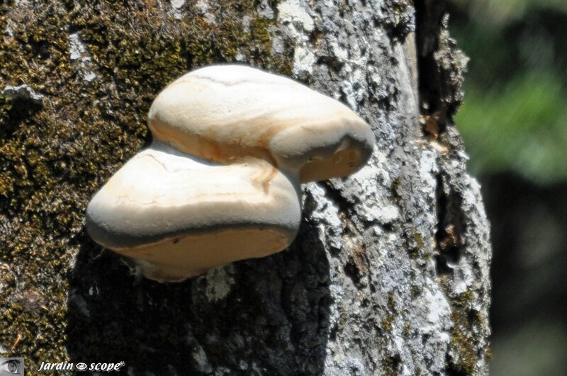 Polypore amadouvier • Formes fomentarius (Sur un hêtre en Corse)