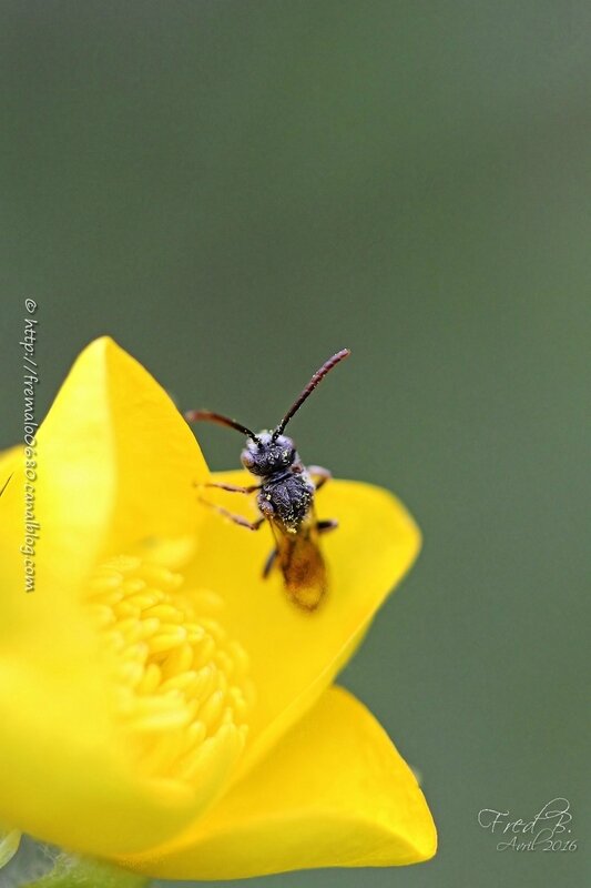 Nomada sp
