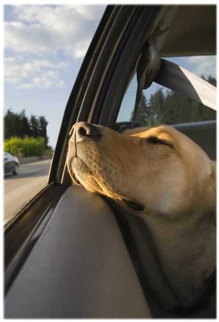 voiture (7)