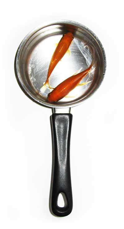 fish