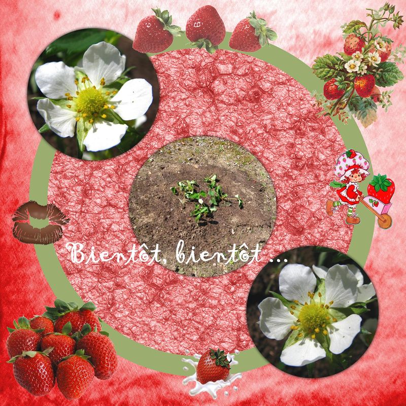 Copie_de_Fraises_Gar_on_
