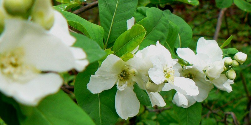 arbuste printanier fleurs blanches arbuste printanier fleurs blanches