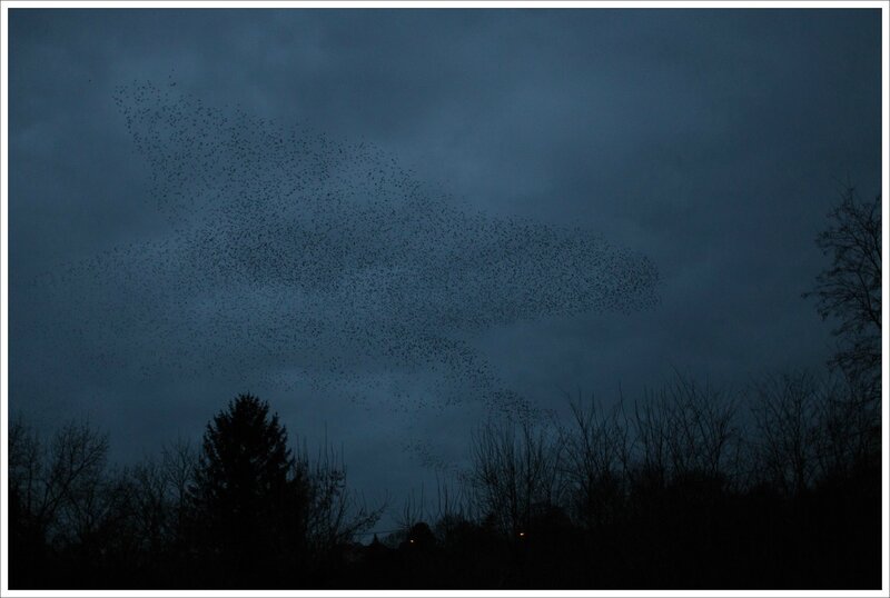 ville etourneaux nuage soir 010216 3