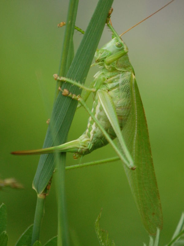 Petit Insecte Vert Fluo Qui Pique Petit Insecte Vert Fluo Qui Pique - Communauté MCMS