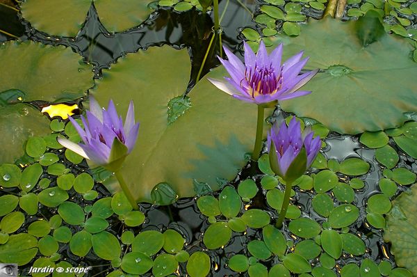 Nymphaea colorata
