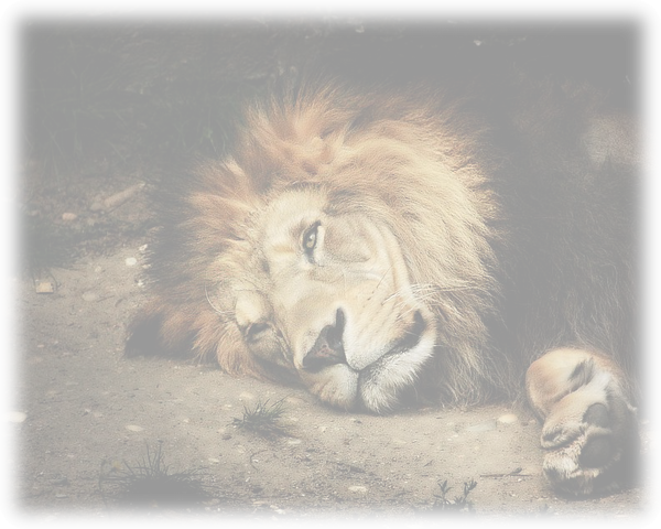 animaux 42