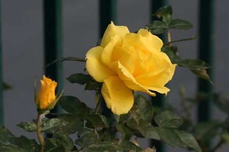rose_7_nov_2006_128