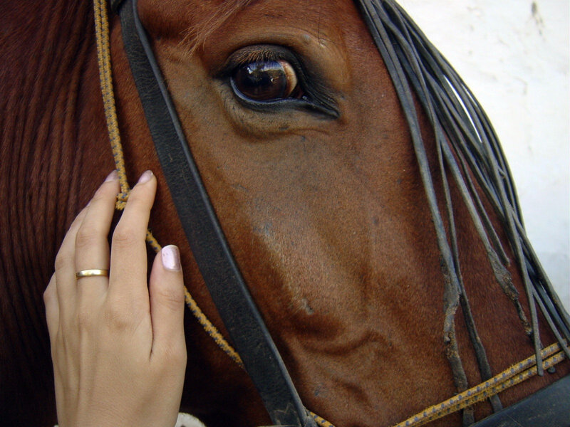 promouvoir gestion equestre