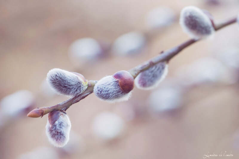 wb_Bourgeons_20190223_4085