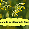 16 COUCOU(1)Limonade aux fleurs de coucou