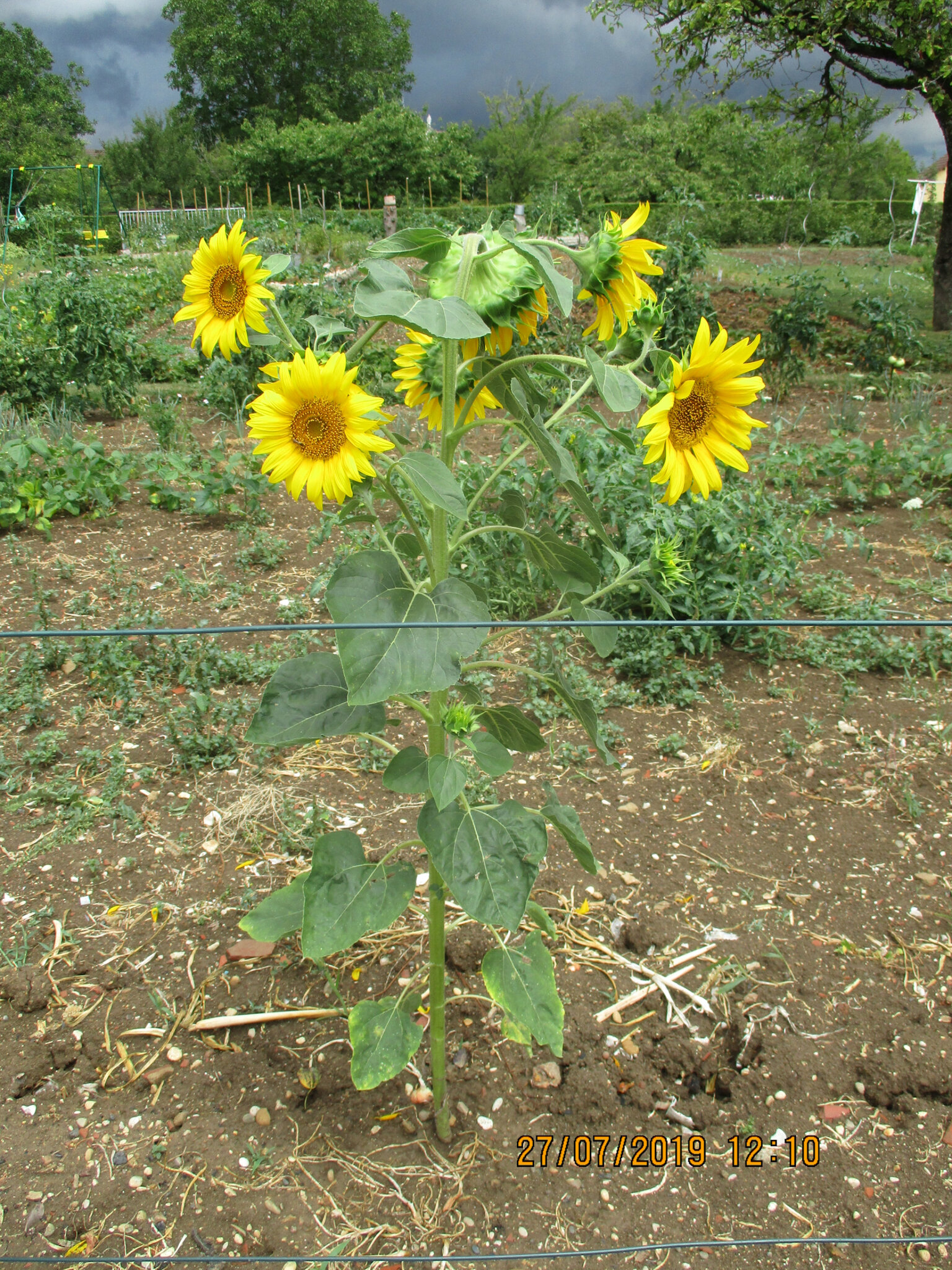 Le Tournesol Le Jardin De Cruik Les Fleurs Les Légumes Les