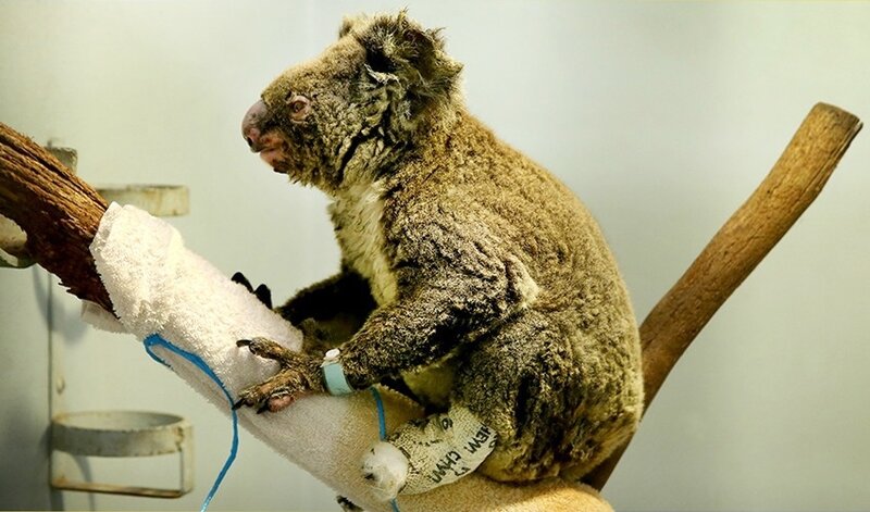 Koala sur sa branche