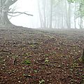 Hêtres dans le brouillard au col de Boesou...