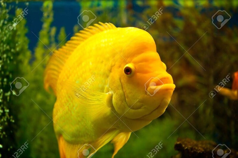 poisson