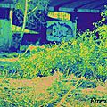 DSC04567