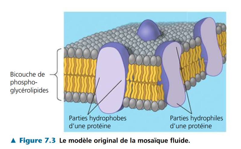 modèle original de la mosaique fluide