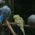 Zoo de beauval - catégorie oiseaux 
