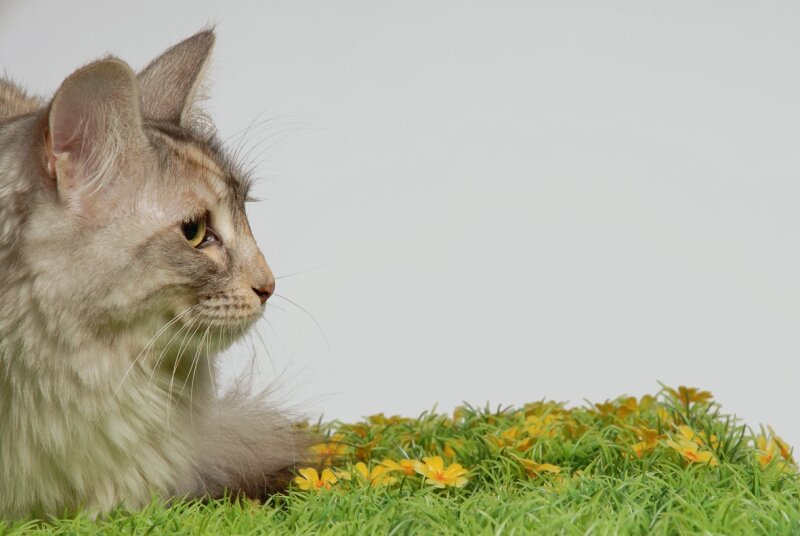 Chat Profil Herbe Photo De Chats Le Blog De Marcel Huss Maison De La Photographie 03 54 47 32 Betschdorf