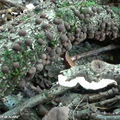 Ces petits champignons colonisent le bois de hêtre