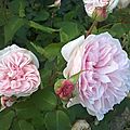 Roses_anciennes