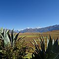 Cactus et Cordillère des Andes