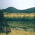 Image (7)