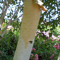 Juin 2009, écorce décorative du Betula utilis