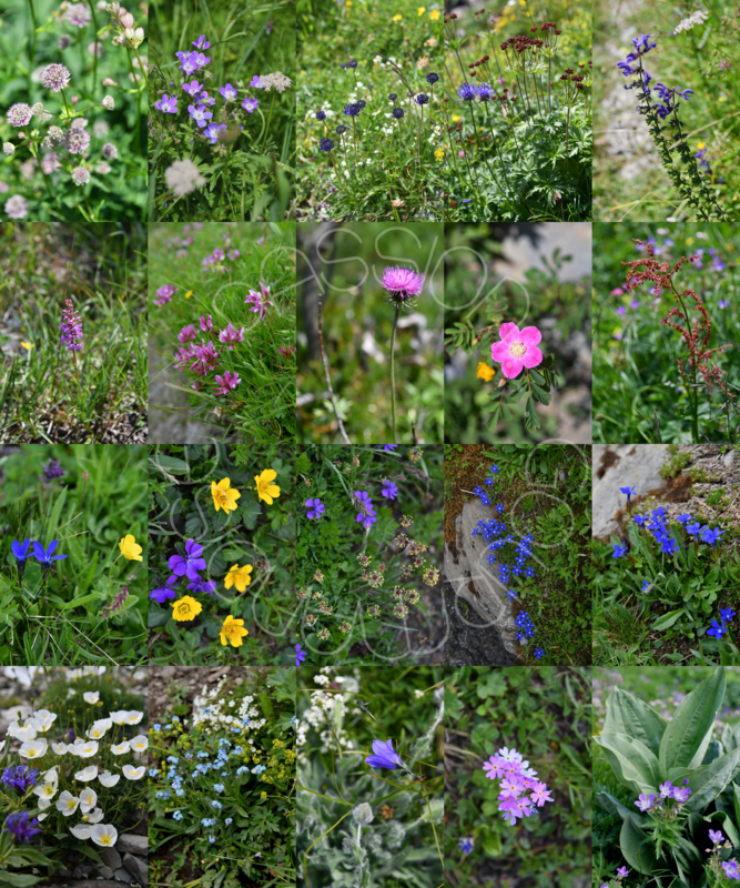Suisse, Schynige Platte_mosaïque fleurs