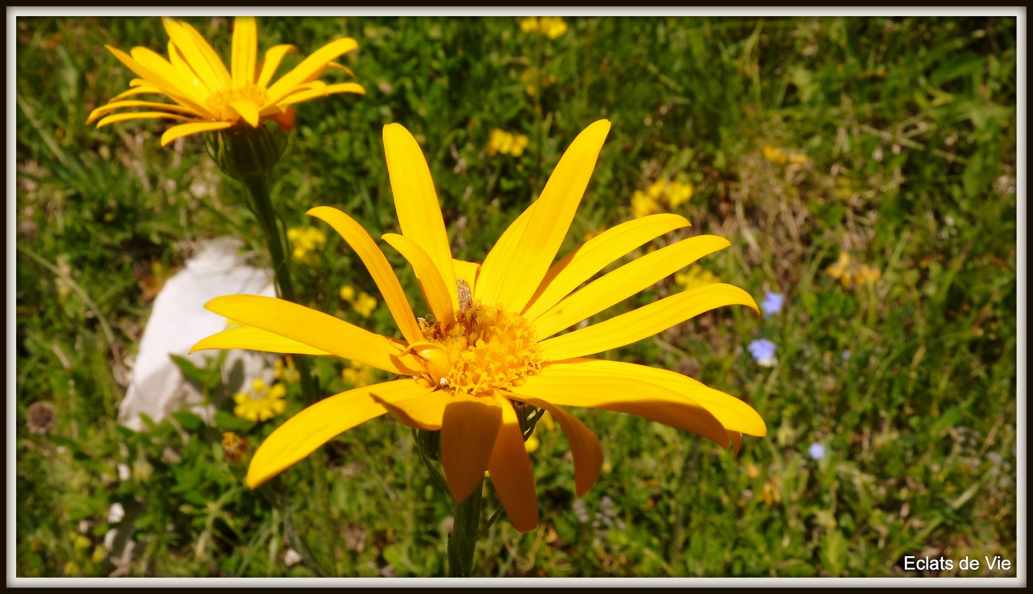 Fleur D arnica Photo De T te De Querellaire 4 Murailles Eclats De 