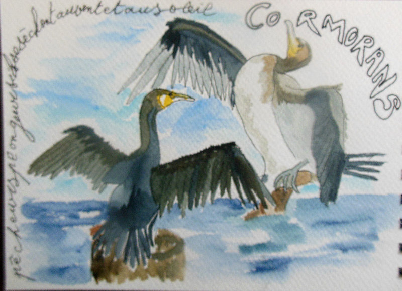 1506 - cormorans