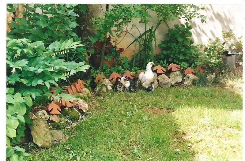 Belle petite famille !! - LE JARDIN DE MEMERE HERISSON Belle petite famille !! - LE JARDIN DE MEMERE HERISSON