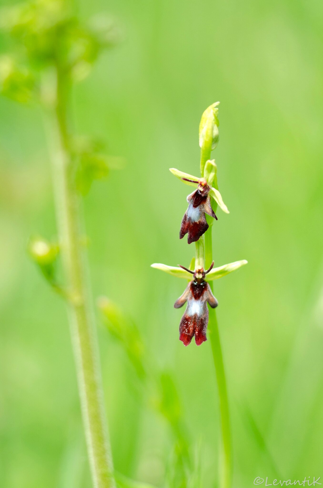 Ophrys mouche - ophrys insectifera (3)