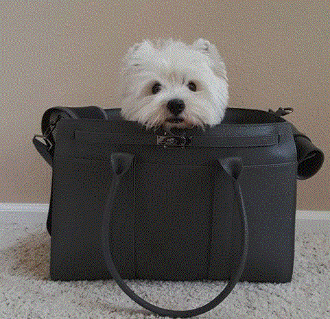 &awestie vac1