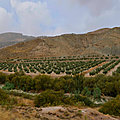 L'andalousie : terre d'oliviers par excellence