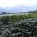 les fleurs de peupliers jonchent le sable noir du lac de Bolsène