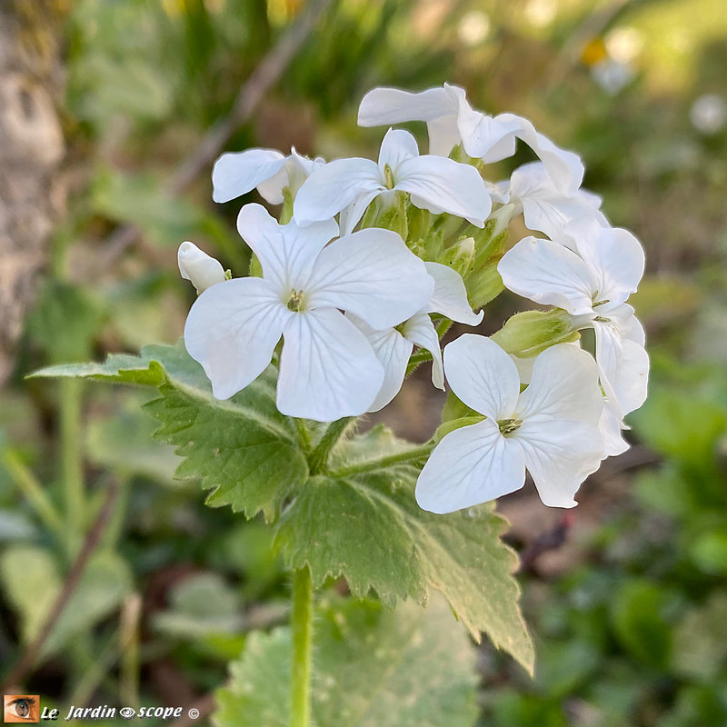 Lunaire fleurs blanches