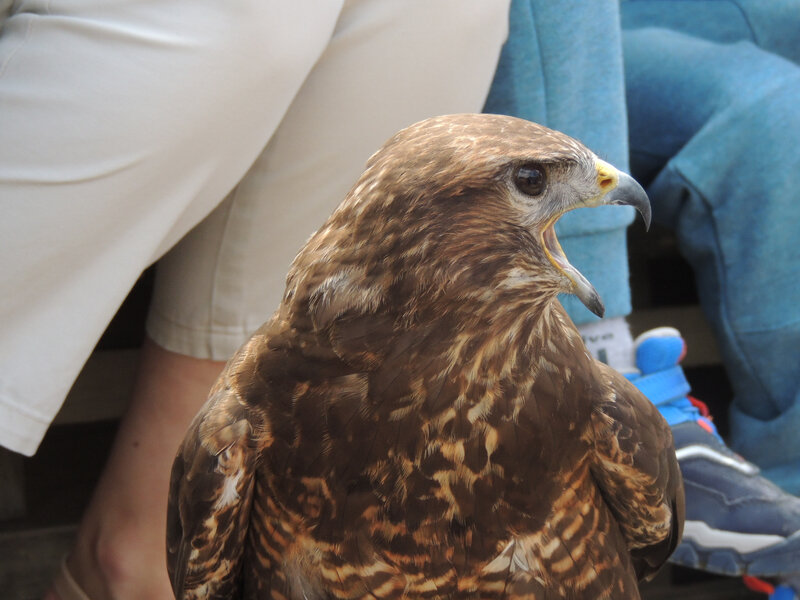 sortie cpr le puy du fou , 21, 22 juin 2018 065