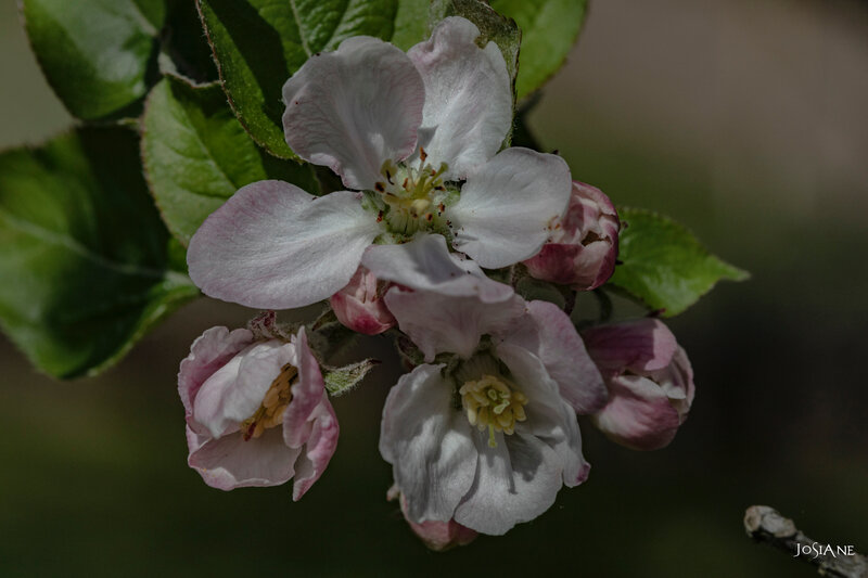 31032019-_MG_5173